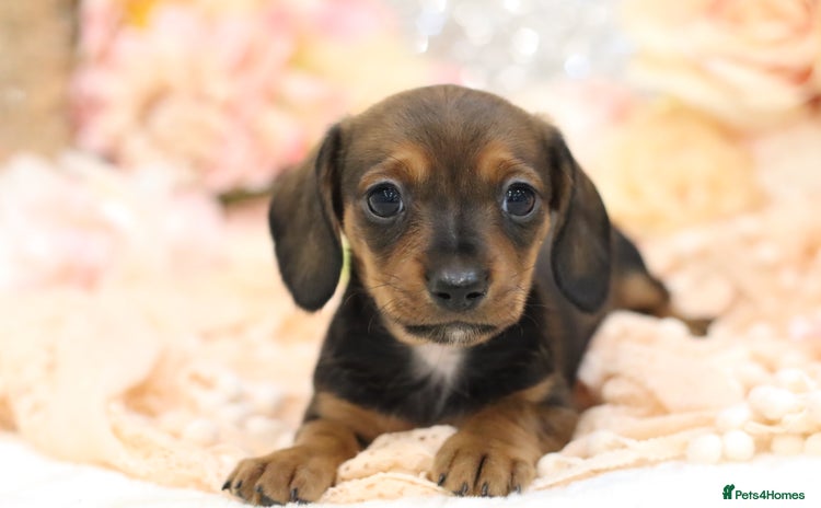 Miniature Dachshund dogs - Advert 3