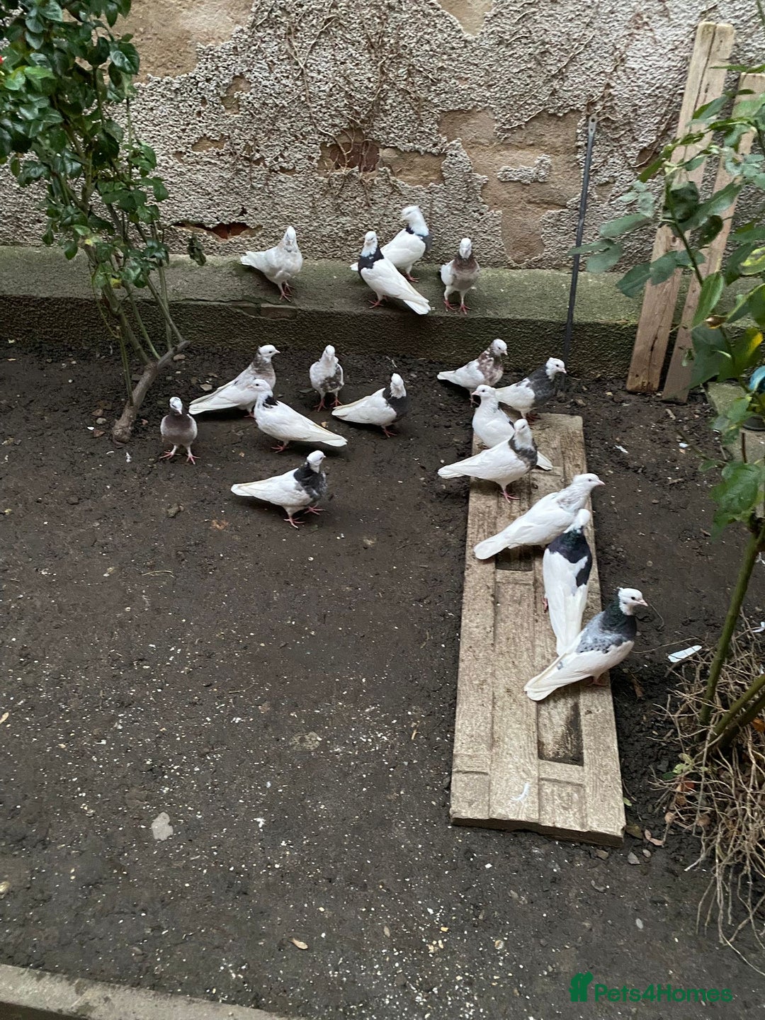 Pigeons birds for sale: Iranian pigeon  - Advert 1