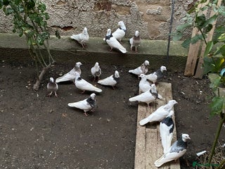 Pigeons birds Iranian pigeon - Advert 1