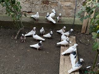 Pigeons birds Iranian pigeon - Advert 2