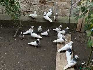 Pigeons birds Iranian pigeon - Advert 21