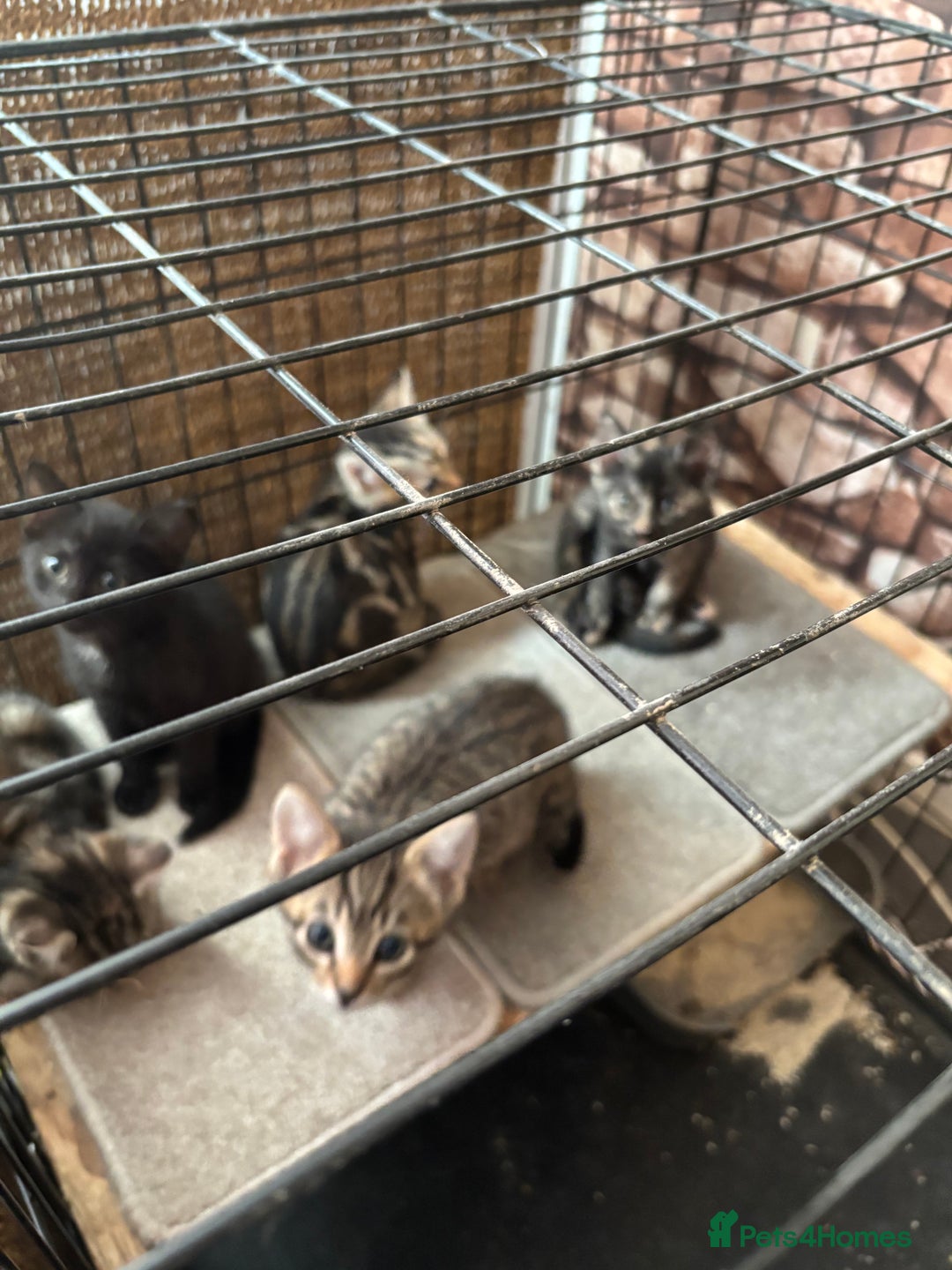 Mixed Breed cats for sale: Bengal cross kittens - Image 9