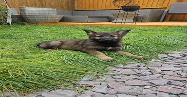 German Shepherd dogs - Advert 5