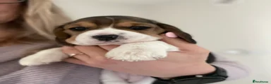 Beagle Puppy 4