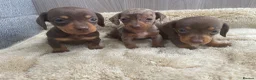 Miniature Dachshund dogs for sale: Miniature dachshund - Advert 12