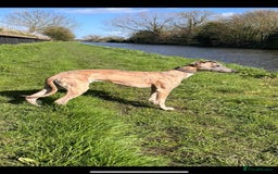 Whippet dogs for sale: KC Registered Whippet Puppies - Image 18