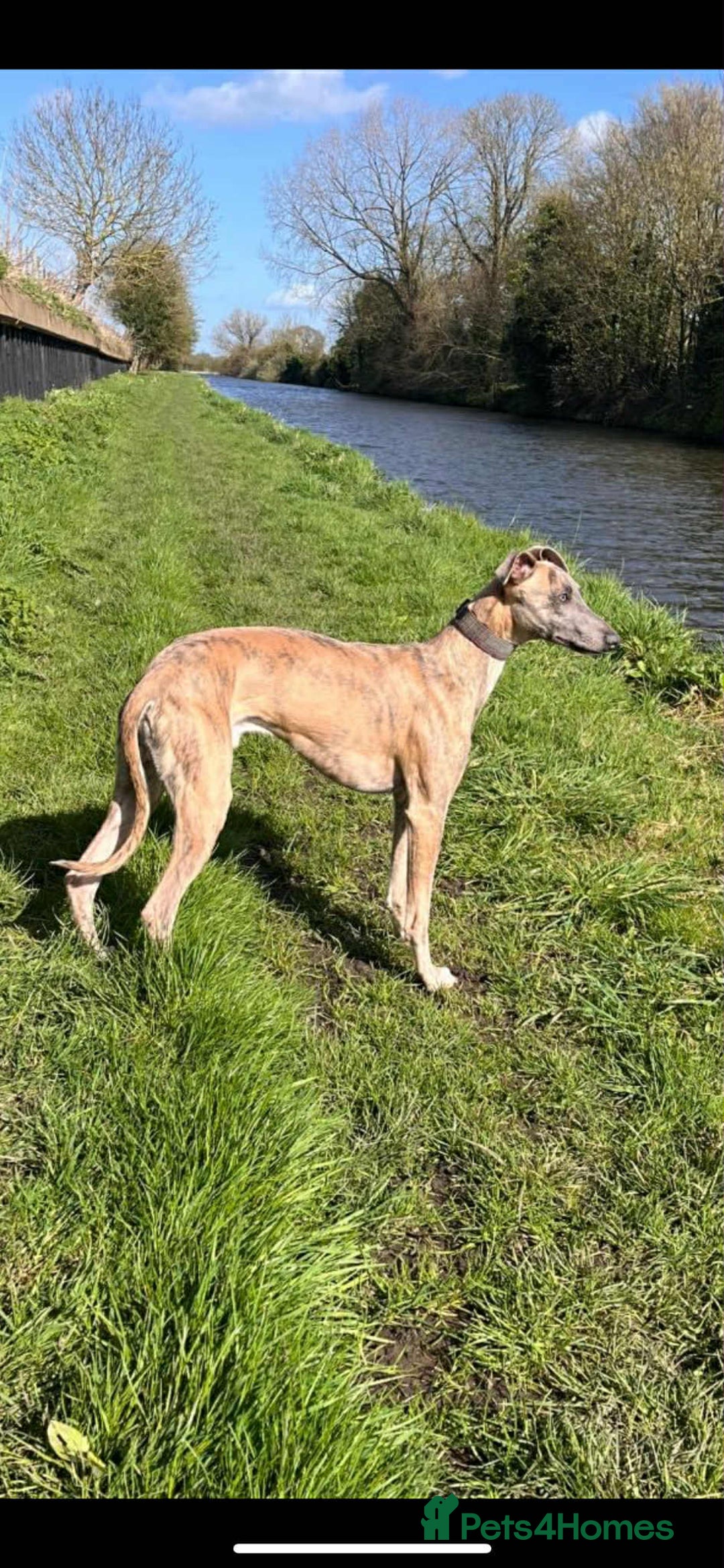 Whippet dogs for sale: KC Registered Whippet Puppies - Image 18