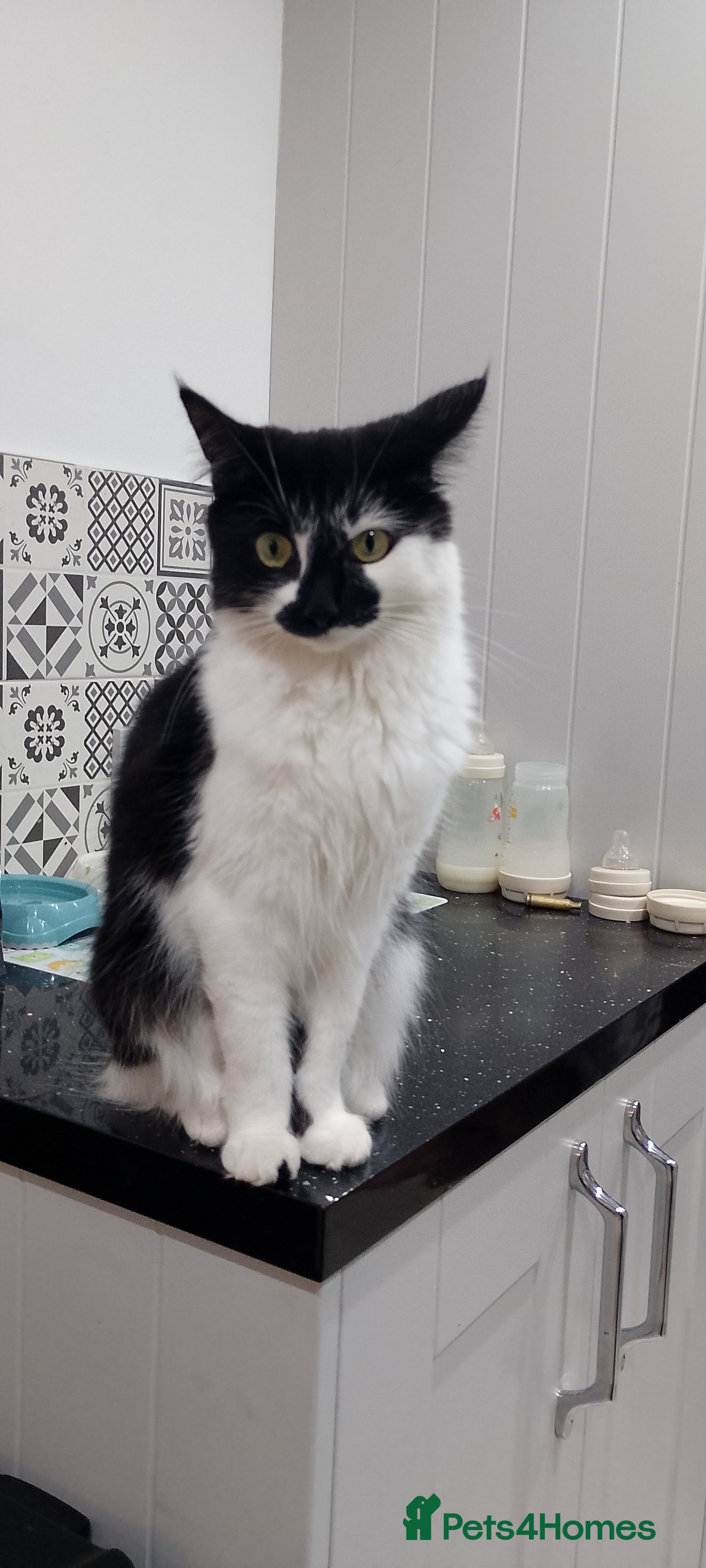 Domestic Shorthair cats Poppy in Taunton - Advert 2