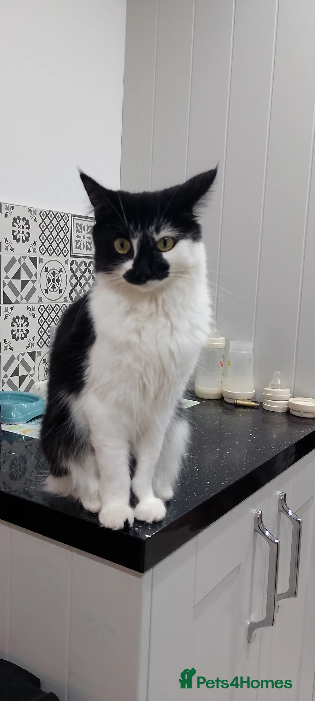 Domestic Shorthair cats for sale: Poppy in Taunton - Advert 1