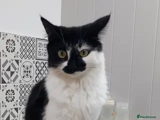 Domestic Shorthair cats Poppy in Taunton - Advert 2