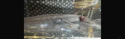 Axolotl reptiles for sale: Axanthic Melanistic Axoltol in Barrow-in-Furness - Advert 8