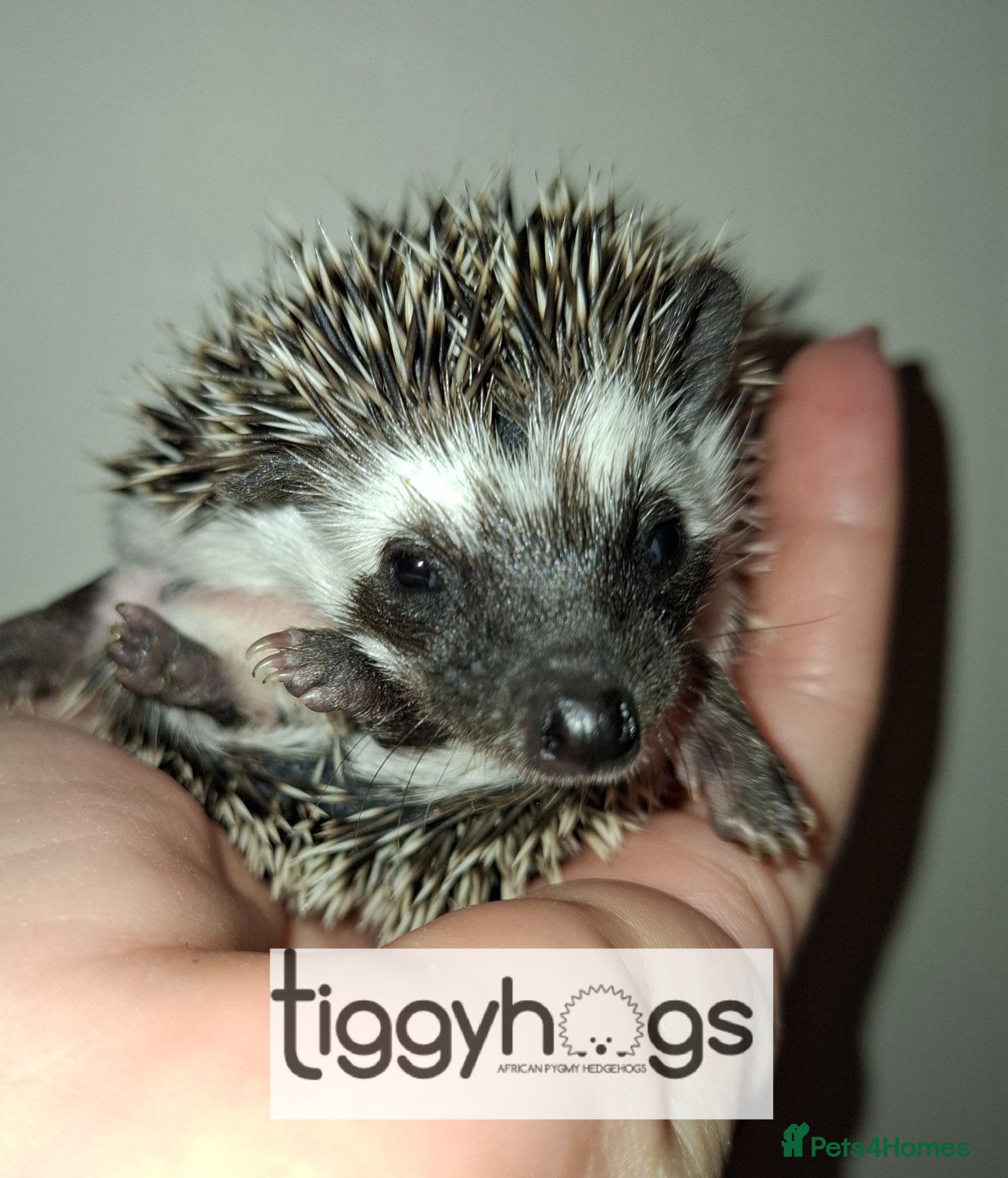 Pygmy Hedgehog rodents 1 handsome Male and 1 stunning female  - Advert 1