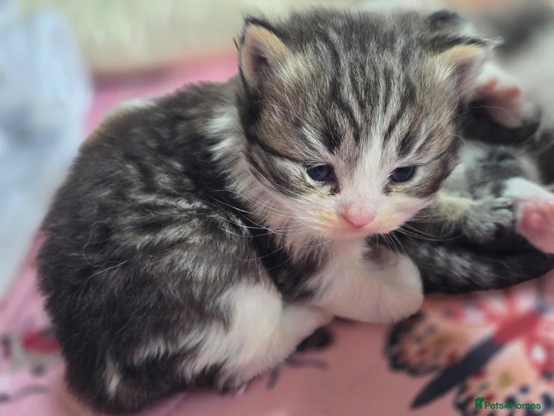 British Shorthair cats for sale: Half BSH kittens  - Advert 2