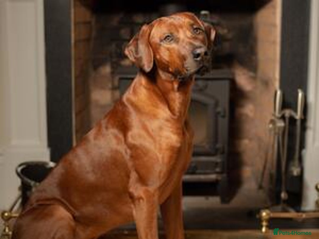 Rhodesian Ridgeback dogs for sale: Partially trained Rhodesian Ridgeback - Image 6