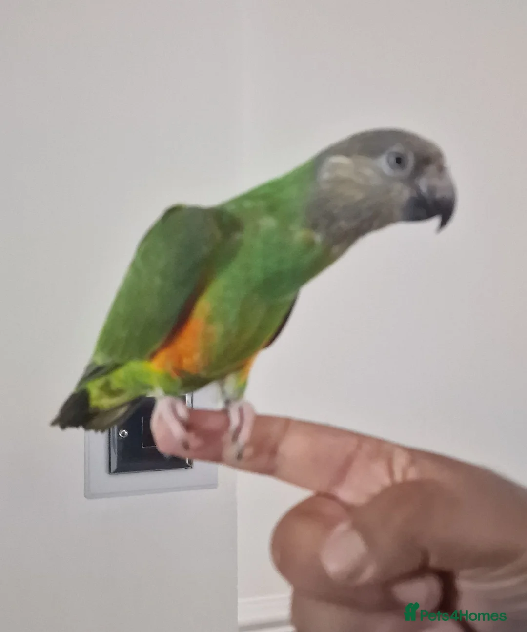 Budgerigars birds for sale: Senegal Parrot With Cage! - Advert 2