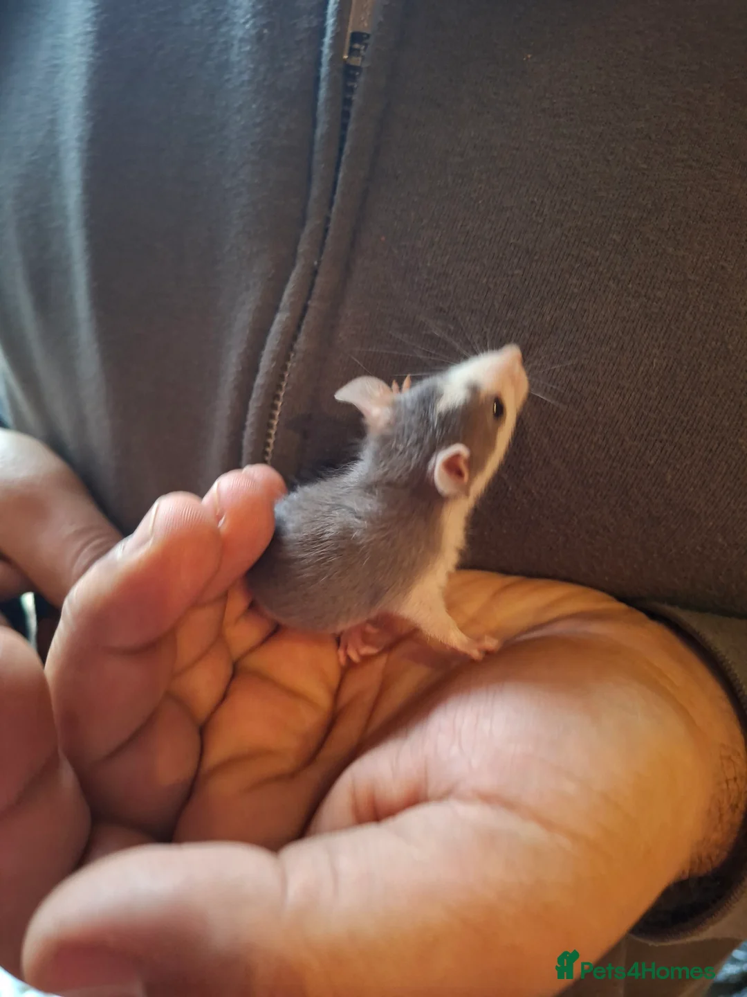 Rat rodents for sale: Hand tame dumbo baby rats - Advert 3