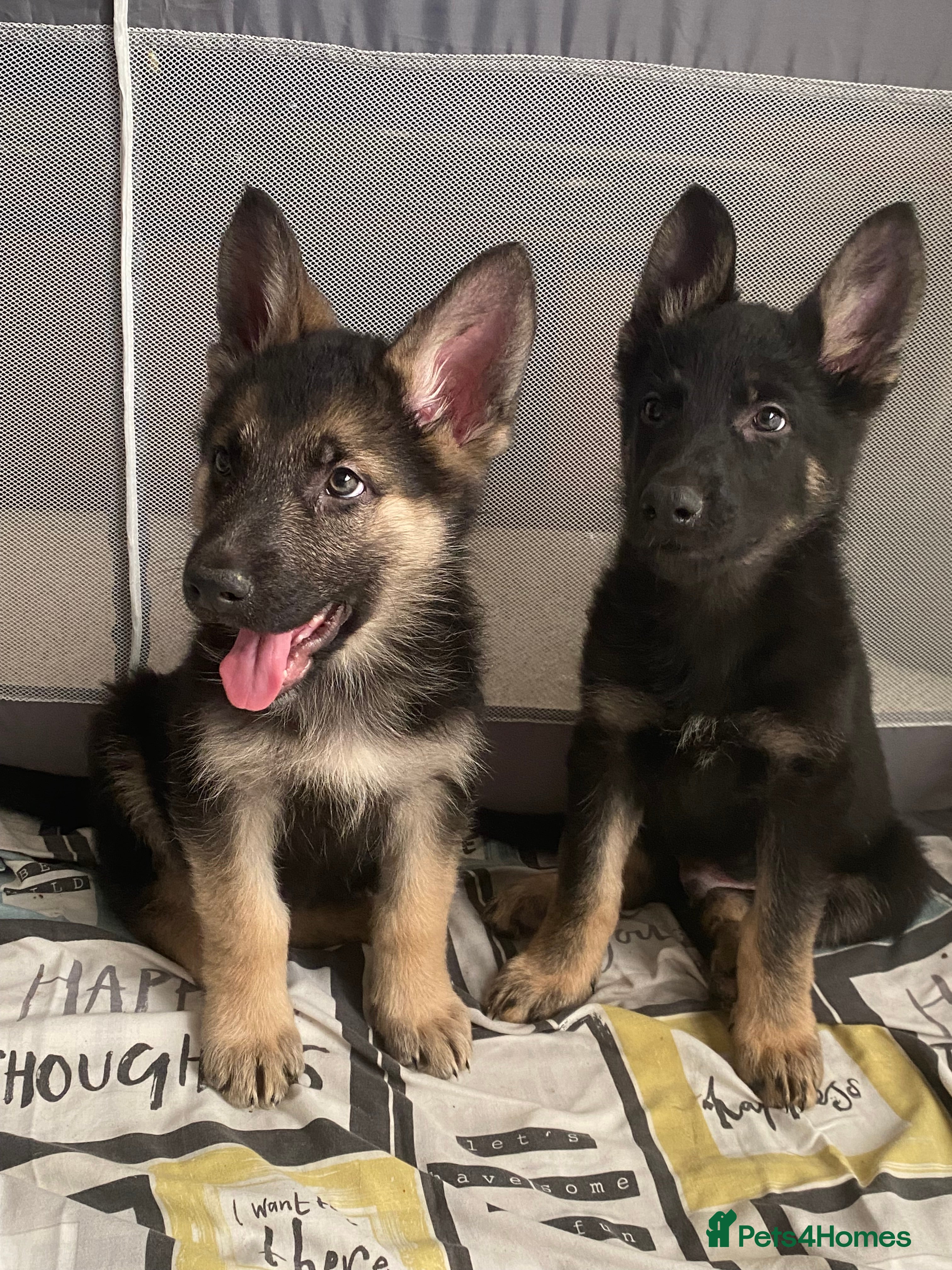 German Shepherd dogs German shepherd puppies O.N.O - Advert 3