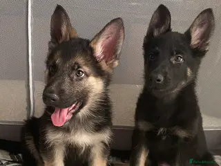 German Shepherd dogs German shepherd puppies O.N.O - Advert 4