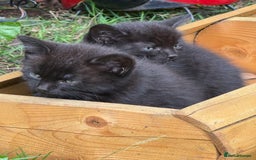 Mixed Breed cats for sale: Black kittens Manchester  - Image 6
