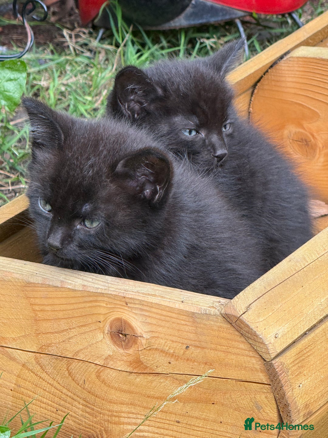 Mixed Breed cats for sale: Black kittens Manchester  - Image 6