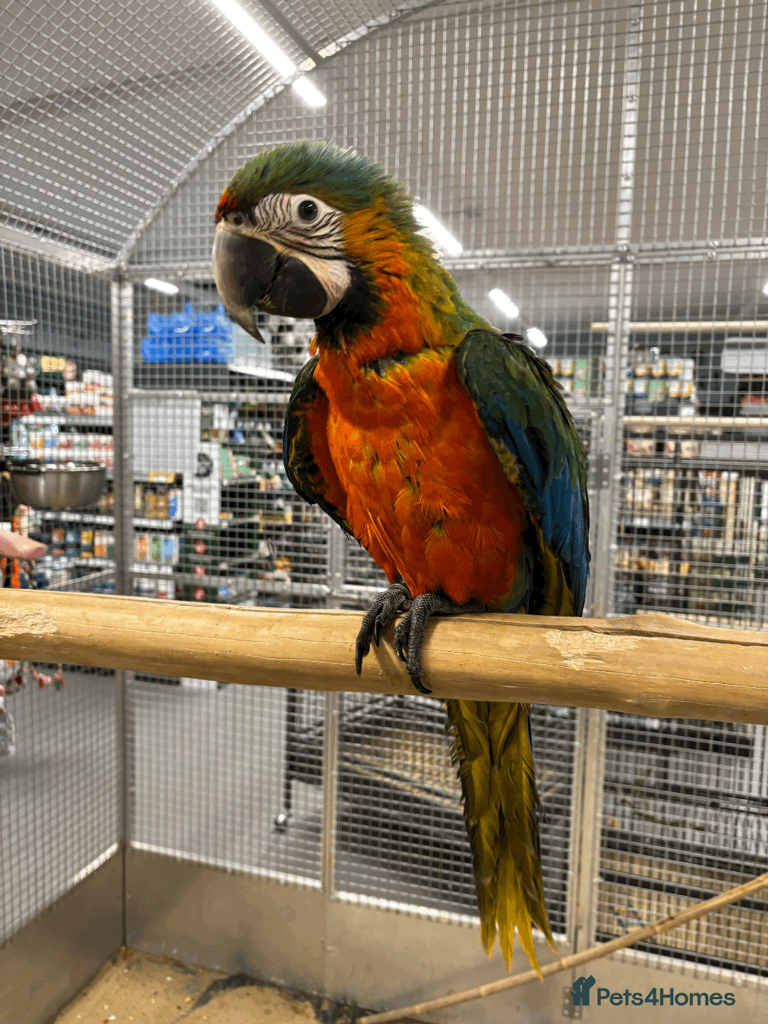Macaws birds for sale: Variety of handreared tame baby macaws  - Advert 4