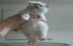 Mixed Breed cats for sale: 🎊RESERVED🎊💖Pure Blue-point mitted Ragdoll ♀️💖 - Image 4