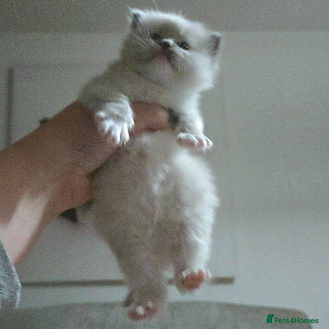 Mixed Breed cats for sale: 🎊RESERVED🎊💖Pure Blue-point mitted Ragdoll ♀️💖 - Image 4