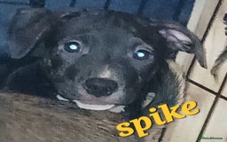 Mixed Breed dogs for sale: Staffyxjackrussell pups - Image 3