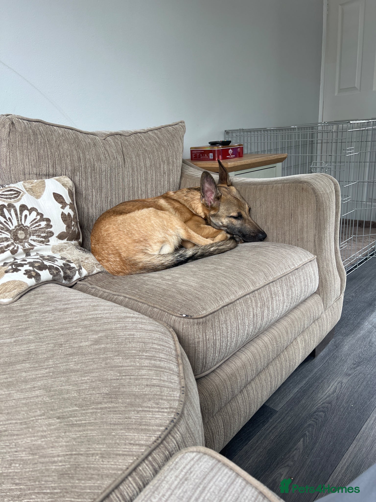 Belgian Shepherd Dog dogs Belgian Malinois  - Advert 6