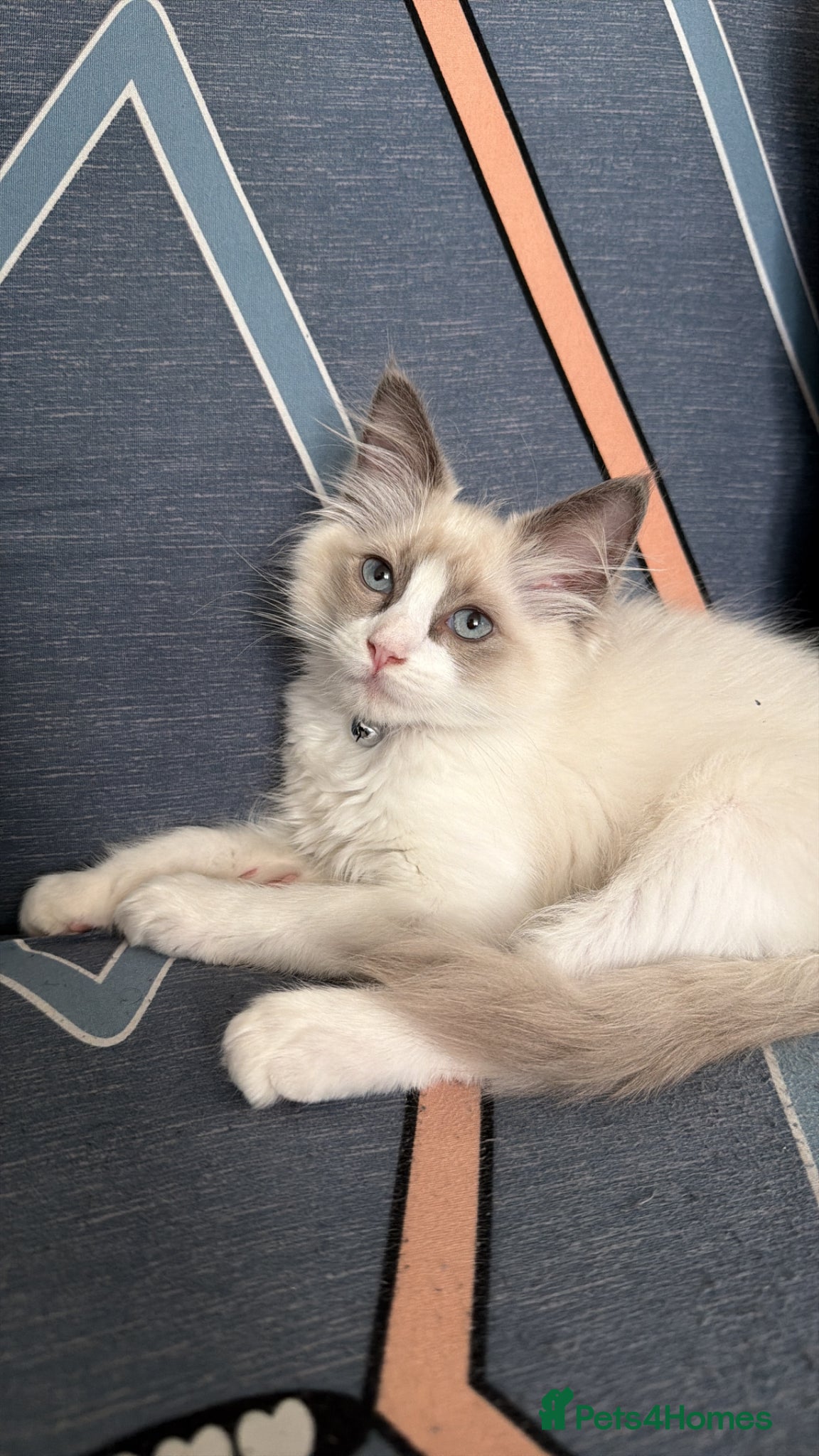Ragdoll cats RAGDOLL BICOLOUR FEMALE KITTEN *AVAILABLE* - Advert 11