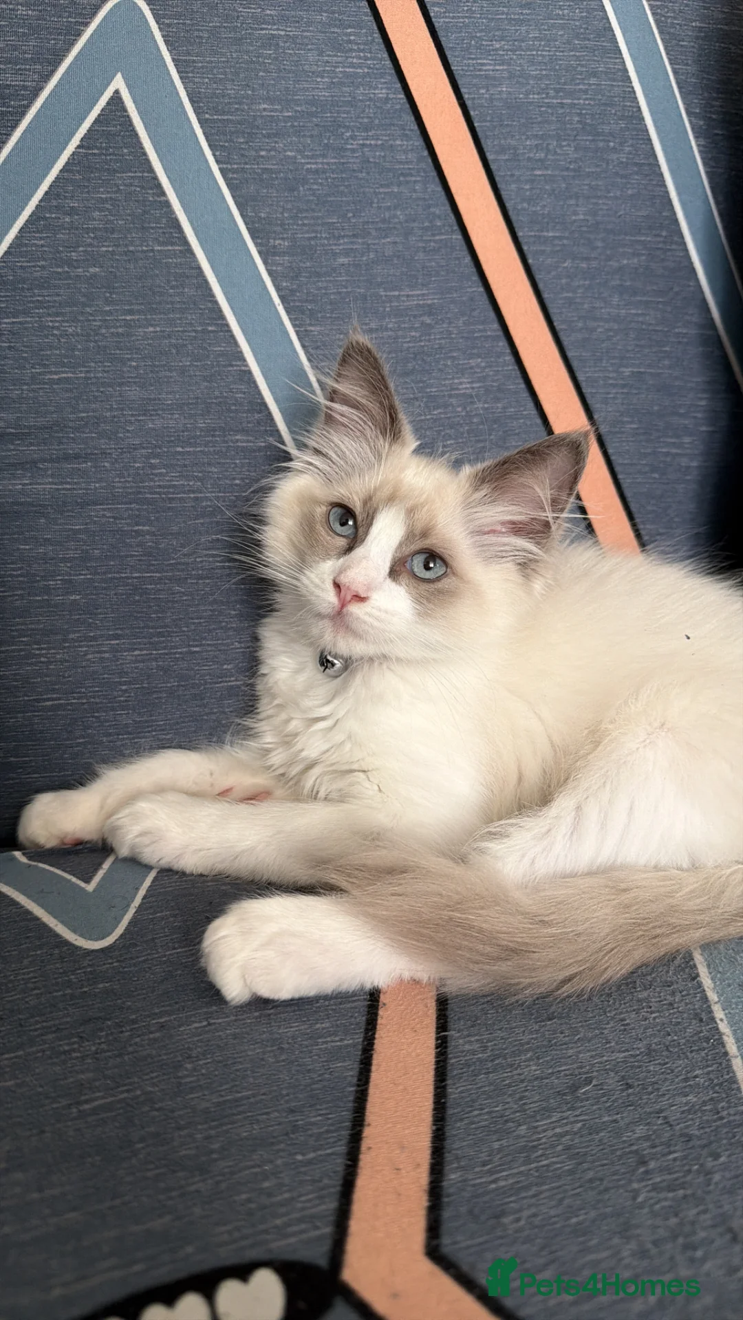 Ragdoll cats for sale: RAGDOLL BICOLOUR FEMALE KITTEN *AVAILABLE* - Advert 2
