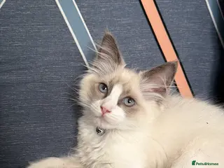 Ragdoll cats RAGDOLL BICOLOUR FEMALE KITTEN *AVAILABLE* - Advert 11
