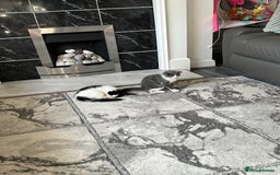 Scottish Fold cats for sale: Kittens  - Image 6