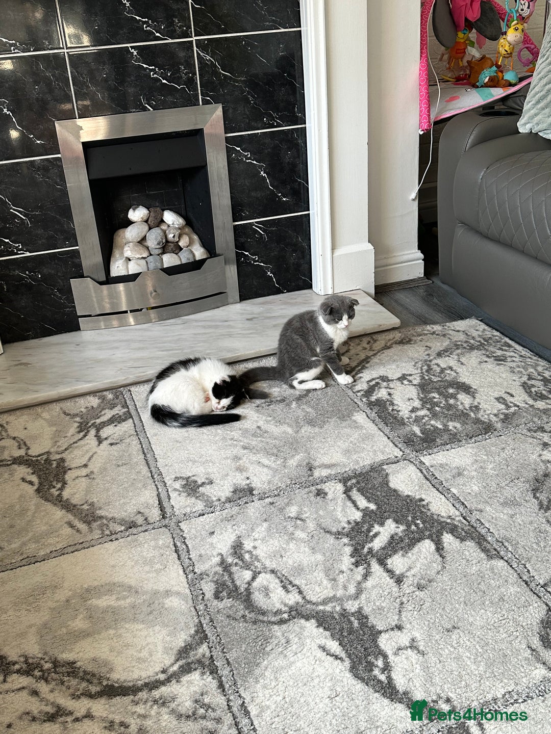 Scottish Fold cats for sale: Kittens  - Image 6