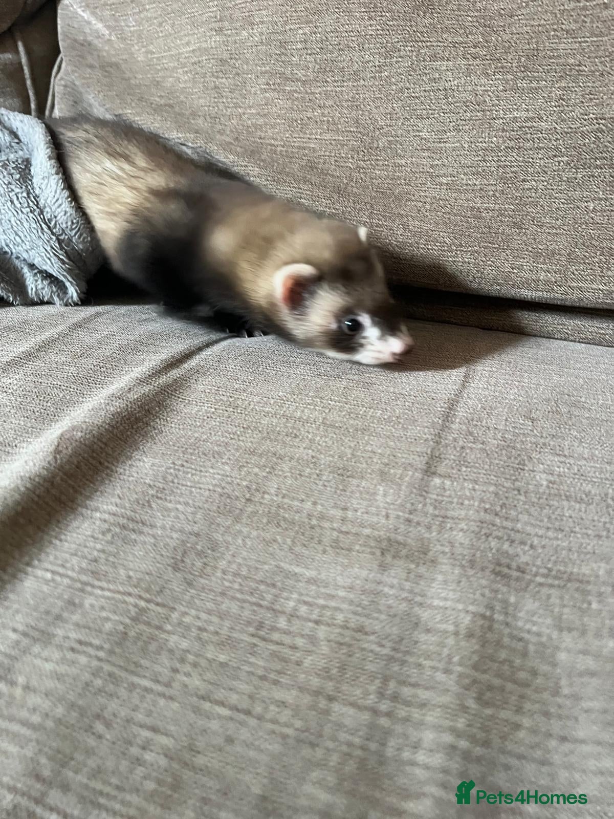 Ferret rodents for sale: Adorable Baby Ferrets  - Advert 5