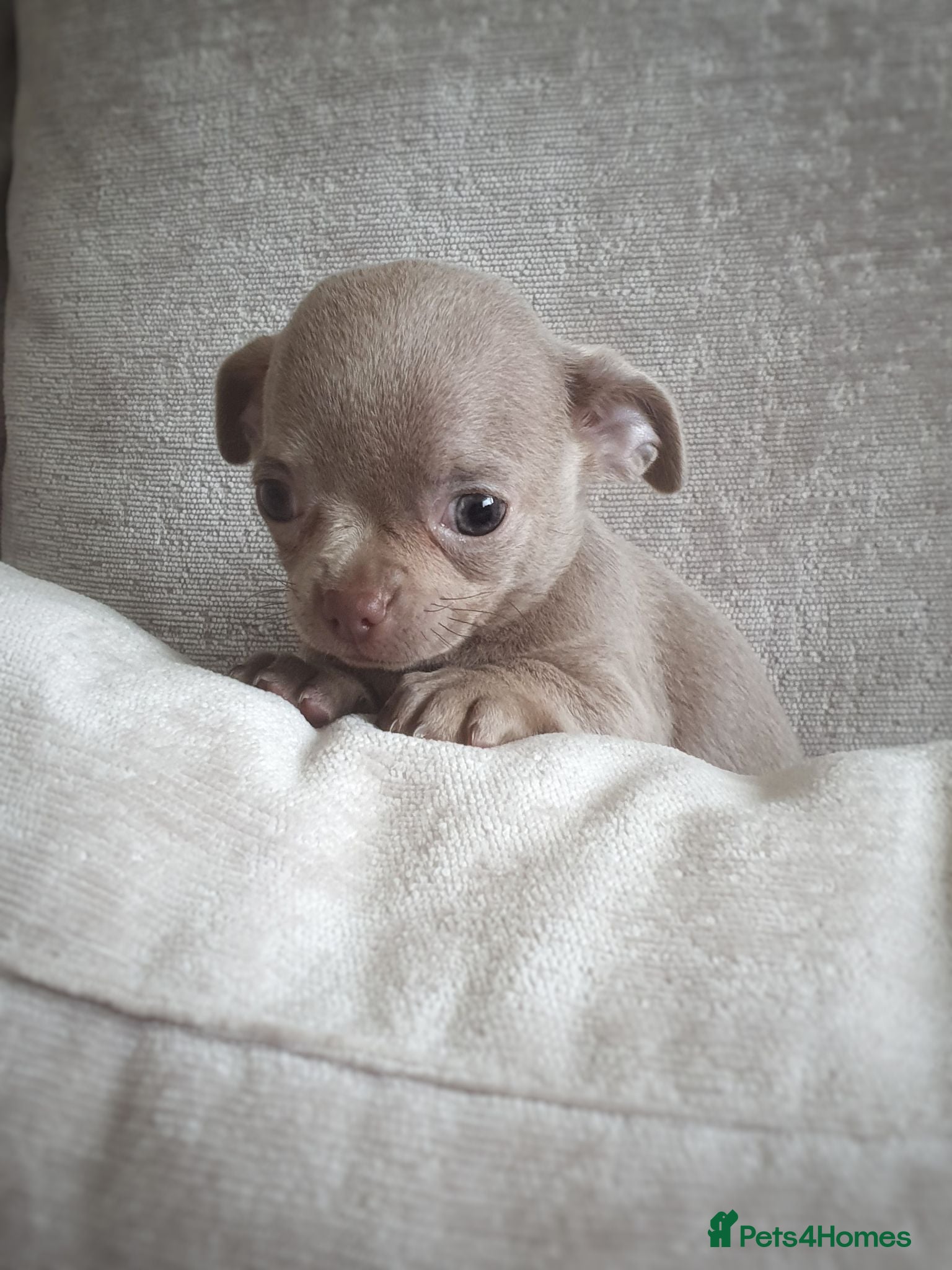 Chihuahua dogs 🐾Stunning appledome double coat lilac puppies 🐾 - Advert 1