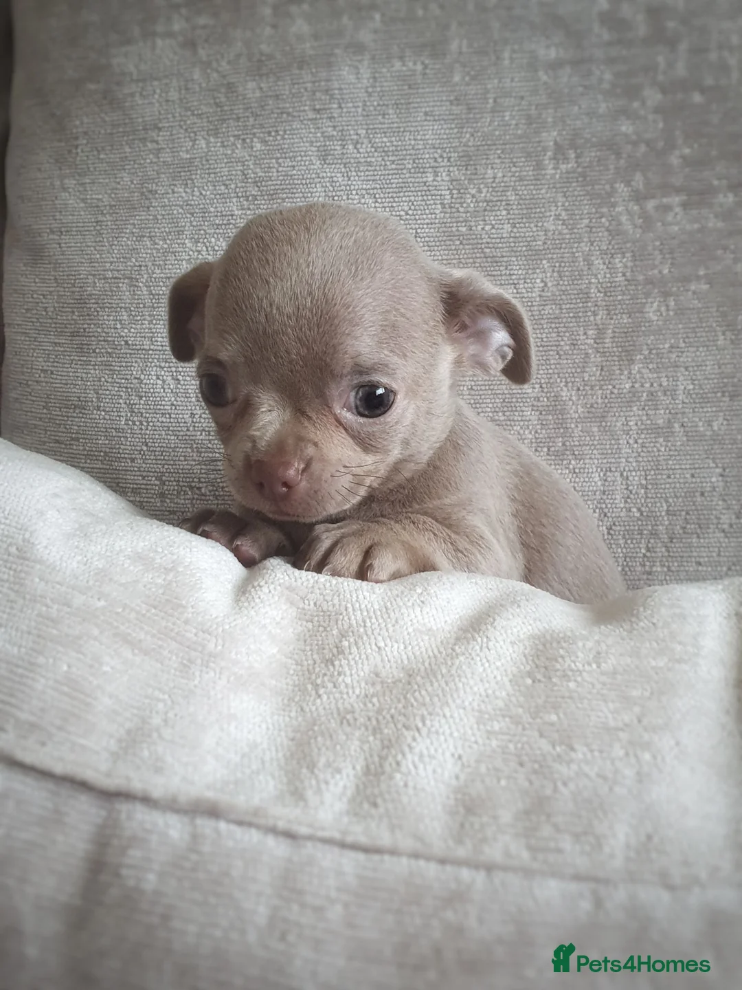 Chihuahua dogs for sale: 🐾Stunning appledome double coat lilac puppies 🐾 - Advert 1