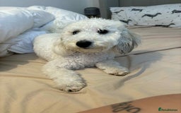 Miniature Poodle dogs for sale: Female miniature poodle  - Image 5