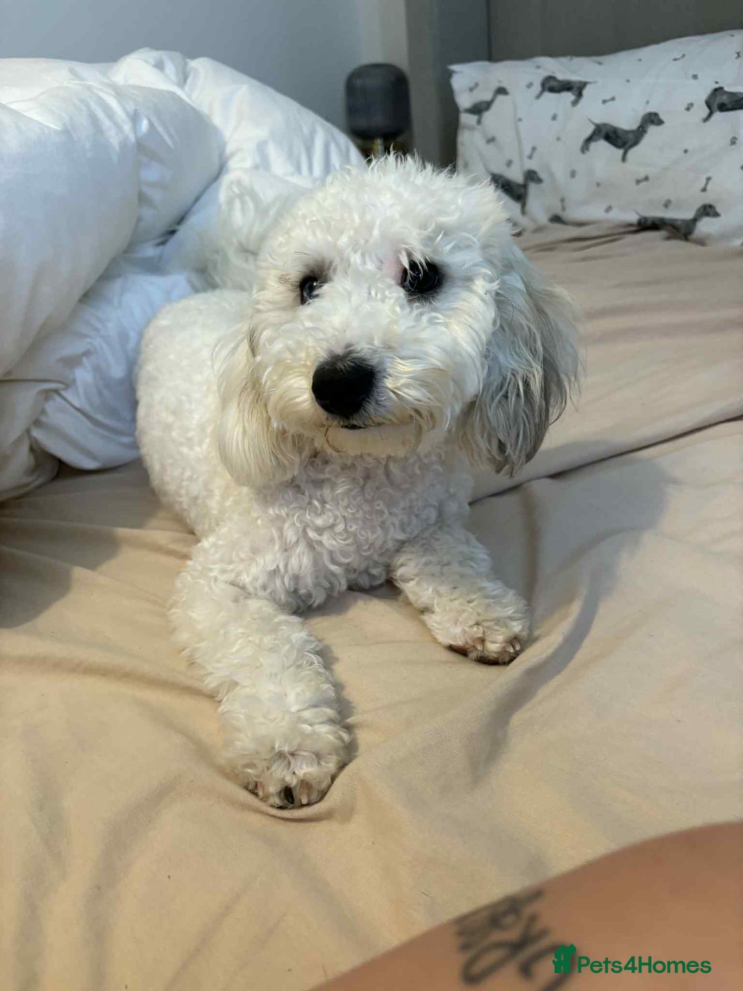 Miniature Poodle dogs for sale: Female miniature poodle  - Image 5