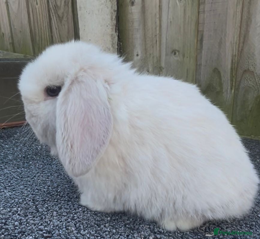 Mini Lop rabbits CHOCOLATE POINT GIRL MINI LOP   - Advert 10