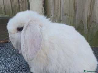 Mini Lop rabbits CHOCOLATE POINT GIRL MINI LOP - Advert 10