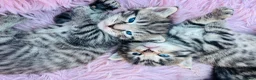 Mixed Breed cats for sale: 5 adorable kittens looking for their forever homes - Advert 6