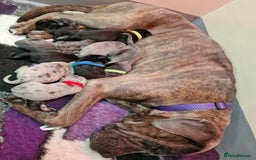 Mixed Breed dogs for sale: 11 week old Toya  - Image 6