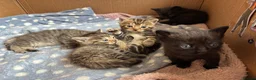 Mixed Breed cats for sale: Lovely kittens  in Leighton Buzzard - Advert 3