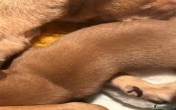 Chihuahua dogs for sale: 3 beatiful Chiuawa  - Image 3