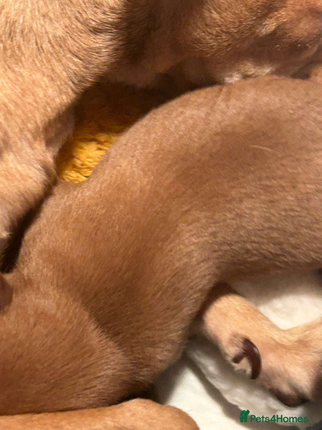Chihuahua dogs for sale: 3 beatiful Chiuawa  - Image 3