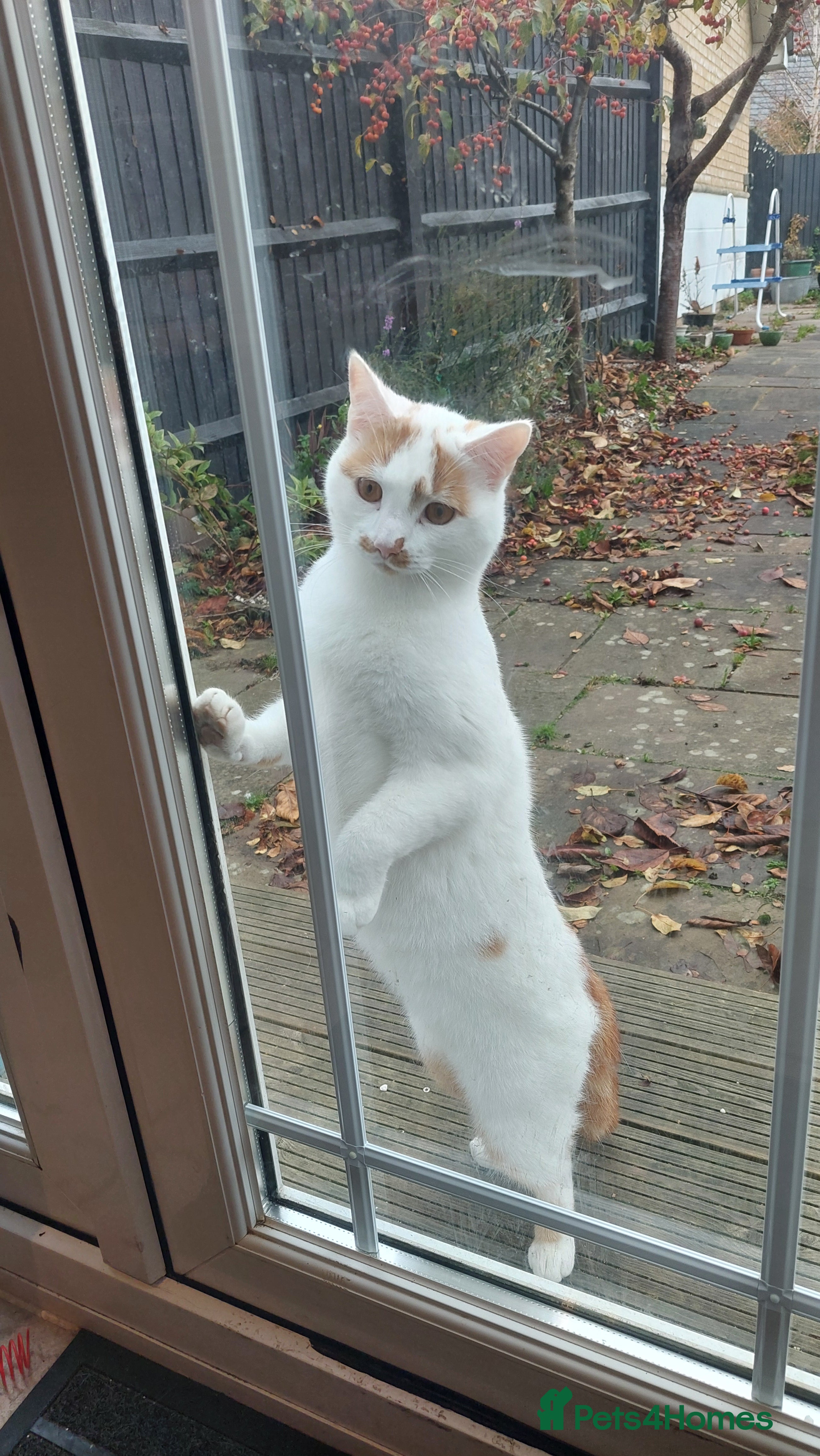 Mixed Breed cats Alan Carr needs a new home! 🥲 - Advert 1