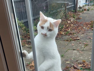 Mixed Breed cats Alan Carr needs a new home! 🥲 - Advert 2