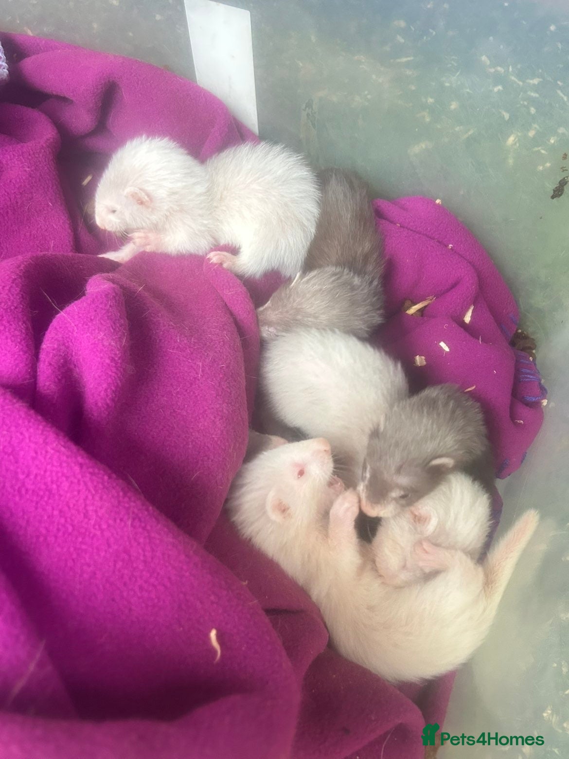 Ferret rodents ferret kits 🐾 - Advert 2