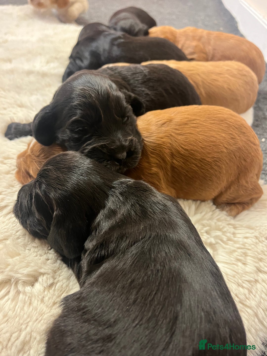 Cocker Spaniel dogs for sale: 8 beautiful cocker spaniel puppy’s  - Advert 8